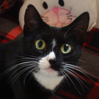 Smartie